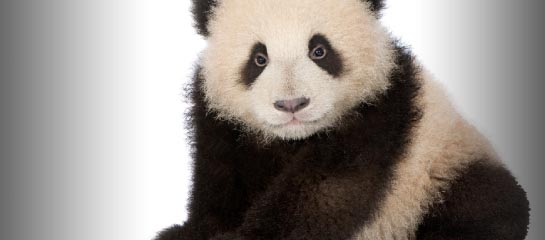 Panda // © 2012 Thinkstock F