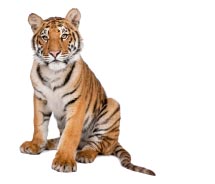 Bangel Tiger // © 2012 Thinkstock