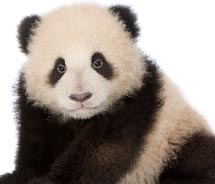 Panda // © 2012 Thinkstock
