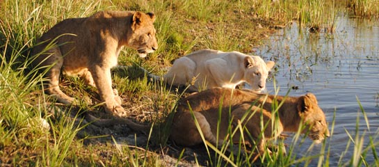 At Protea Hotel Ranch Resort, guests can get up close to adolescent lions and even pet them.  // © 2012 Skye Mayring