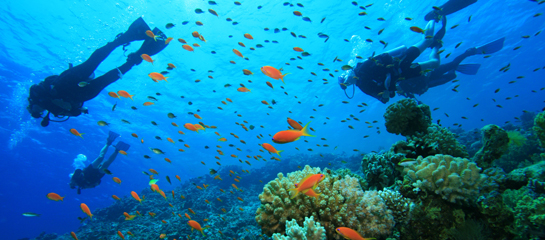 Mnemba is an underwater paradise like nowhere else. // (C) 2013 Rich Carey F