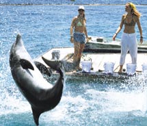 Visitors to EIlat have opportunities to view dolphins. // © 2011  Israel Ministry of Tourism