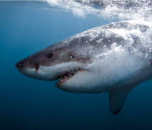 Shark Cage Diving