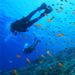 Mnemba is an underwater paradise like nowhere else. // (C) 2013 Rich Carey