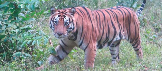 The 17-day Northern India & Nepal itinerary includes multiple game drives in India’s Kanha and Bandhavgarh National Parks. // © 2013 Tauck F
