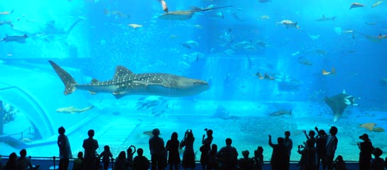 Whale shark at the Ocean Expo Park Okinawa Churaumi Aquarium // (c) 2011 Kenneth Shapiro F