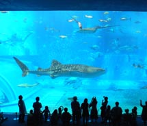 Whale shark at the Ocean Expo Park Okinawa Churaumi Aquarium // (c) 2011 Kenneth Shapiro 