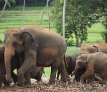 Clients can interact with elephants at Sri Lanka’s Pinnawala Elephant Orphanage.  // © 2013 Jered Barclay