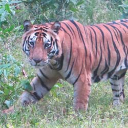 The 17-day Northern India & Nepal itinerary includes multiple game drives in India’s Kanha and Bandhavgarh National Parks. // © 2013 Tauck
