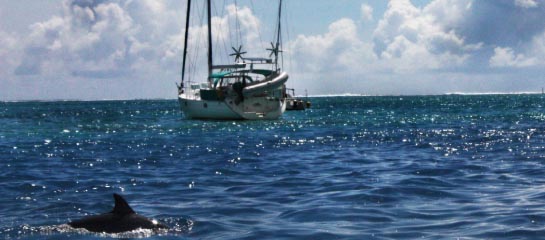 Boat Side Dolphins // © 2012 Mindy Poder F