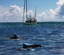 Boat Side Dolphins // © 2012 Mindy Poder