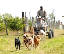 Chukka Caribbean Adventures offers visitors a Dogsled Experience on Jamaica. // © 2010 Chukka Caribbean Adventures 