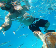 During an Island Routes Barbados tour, guests can swim with hawksbill turtles. // © 2011 Barbados Tourism Authority