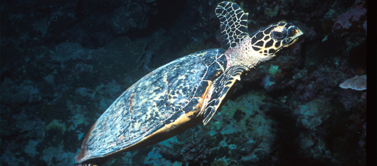 St. Kitts’ Sea Turtle Interpretive Center will educate visitors and residents about these critically endangered animals. //  © 2012 St. Kitts Tourism Authority F