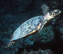 St. Kitts’ Sea Turtle Interpretive Center will educate visitors and residents about these critically endangered animals. //  © 2012 St. Kitts Tourism Authority
