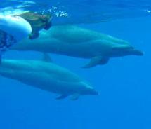 Snorkeling with dolphins in the ocean // © 2011 Sunlight on Water