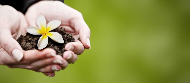 Female hands holding dirt with a plumeria blossom // © 2012 Shutter Stock F