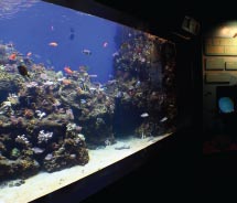 Part of the Northwestern Hawaiian Islands exhibit at the Waikiki Aquarium.  // © 2012 Waikiki Aquarium