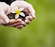 Female hands holding dirt with a plumeria blossom // © 2012 Shutter Stock