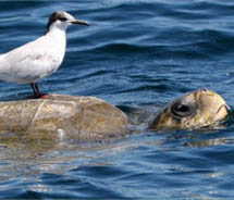 From May to September, thousands of sea turtles come to lay their eggs on Puerto Vallarta beaches. // © 2011 Puerto Vallarta Tourist Board