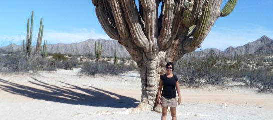 At the Valley of the Giants, visitors can see how the saguaro cactus measures up. // © 2013 Mark Rogers F