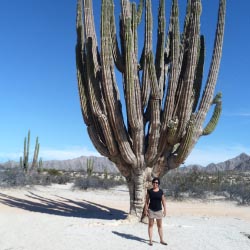 At the Valley of the Giants, visitors can see how the saguaro cactus measures up. // © 2013 Mark Rogers