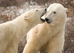 Churchill Polar Bears // (c) Mark Edward Harris