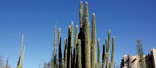 Desert Botanical Garden // © 2012 AZ Jade F