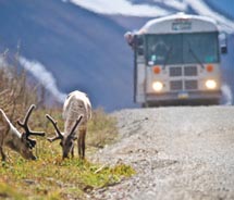 The Tundra Wilderness Tour is a top choice for wildlife viewing. // © 2011 bus: Kent Miller/NPS