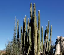 Desert Botanical Garden // © 2012 AZ Jade