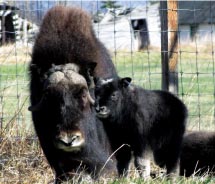 Visitors can interact with Muskox at one farm in Alaska. // © 2012 Mark Austin/muskox farms