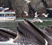 Boats get up close to wildlife. // © 2013 CIRI Alaska Tourism Corporation