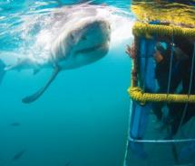 Shark Cage Diving in Africa Promo // (c) 2012 TravelAge West