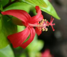 Hawaii Photo Tours Thumb // (c) 2012 Monica Poling