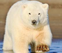 Polar bear tours include roundtrip flights from Anchorage, guided bear viewing and dinner. // © 2012 Jose E. Hernadez
