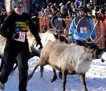 The Running of the Reindeer event at the 2011 Fur Rendezvous winter festival // (c) 2013 Fur Rendezvous