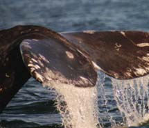 Whale-watching is a huge draw for those booking an excursion with Kenai Fjords Tours.  // © 2013 Kenai Fjords Tours