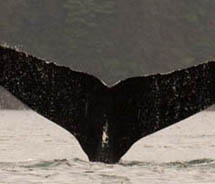 Lindblad Expeditions wants to give clients insight on the world beneath the surface.  // © 2011 Lindblad Expeditions
