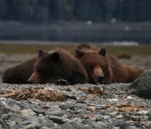 A wild bear sighting with Pack Creek Outfitters // © 2012 Pack Creek Outfitters
