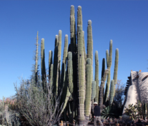 Visitors to the Desert Botanical Garden can see and learn about a variety of desert plants, including the Cardon cactus. // © 2012 Mindy Poder