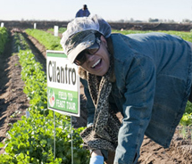 Yuma Visitors Bureau offers Field to Feast tours which allow guests to harvest produce from a farm. // (c) 2012 Yuma Visitors Bureau