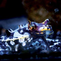 The Aquarium of the Pacific is opening a new exhibit gallery this May. // (c) 2013 Aquarium of the Pacific