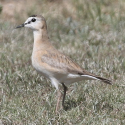 The Mountain Plover Festival provides optimum viewing with private ranch tours. // © Bob Stocker