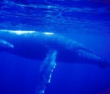 Whale watch package at Kaanapali Beach Hotel makes a splash // (c) 2012 Sail Trilogy
