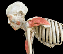 Bodies Revealed is on display in Idaho through March. // © 2012 Bodies Revealed