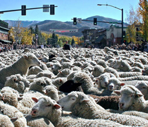 At the Trailing of the Sheep Parade, 1,500 sheep parade down Ketchum’s Main Street. // © 2010 Michael Edminster