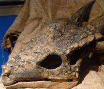 Montana Dinosaur Trail museums are competing for this valuable dino skull. // c 2011 Montana Office of Tourism