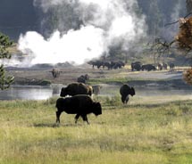 A new tour includes Yellowstone’s geysers. // c 2011 Austin-Lehman Adventures