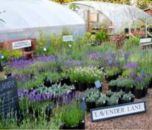Lavender Fest // (c) 2011 Red Ridge Farms