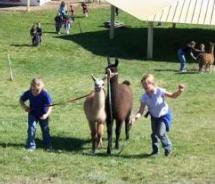 The Llama Fest returns to Utah for its 17th year. // (c) 2011 Utah Valley Visitors & Conventions Bureau